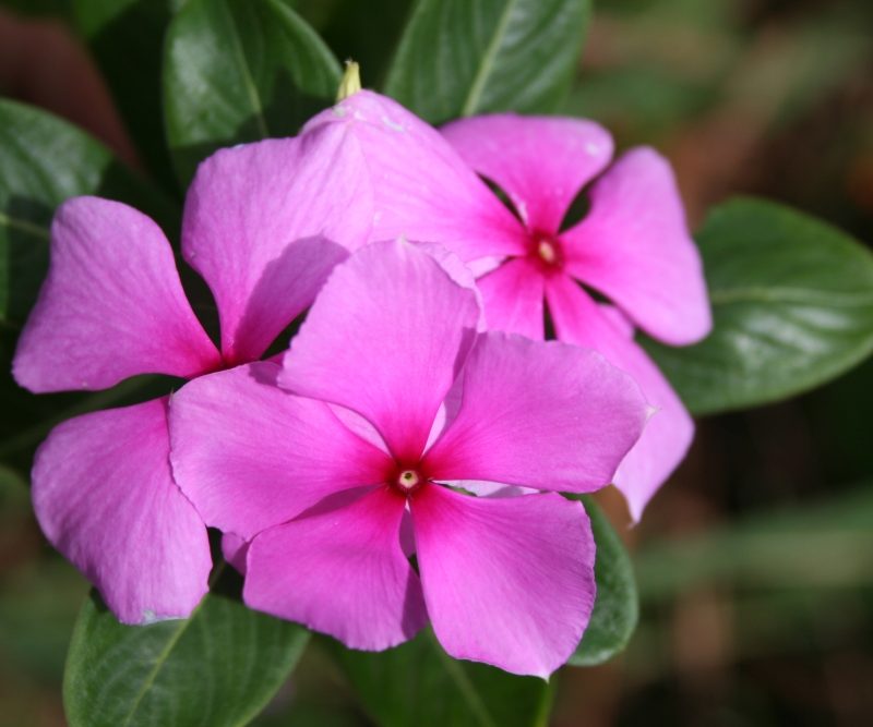 Rose amère ou pervenche de Madagascar