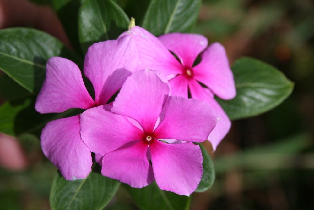 Rose amère ou pervenche de Madagascar