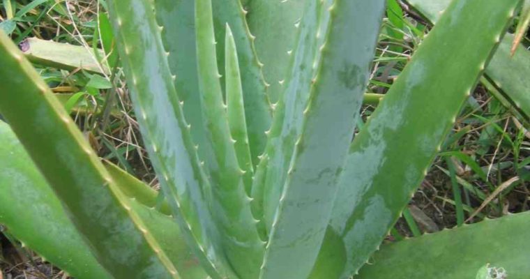 Aloes