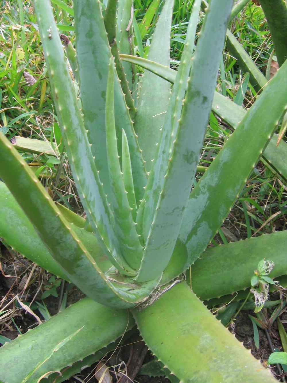 Aloes